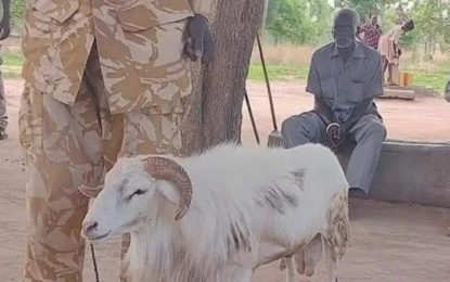 Insolito: Un carnero de Sudán del Sur es sentenciado a tres años por matar a una mujer
