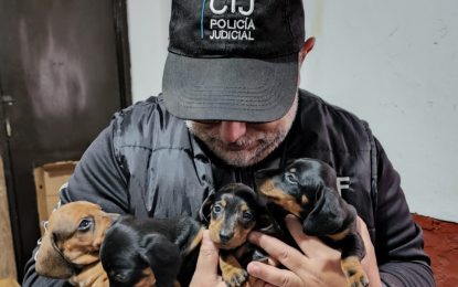 Ciudad de Buenos Aires: Clausuran criadero ilegal y rescatan 50 perros en condiciones de maltrato animal