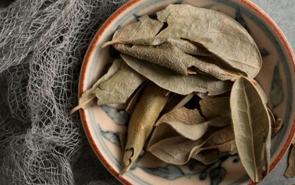 22 beneficios del té de boldo realmente increíbles