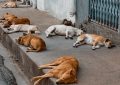 La matanza de 29 perros conmociona a Catar mientras el país mientras se disputa el Mundial